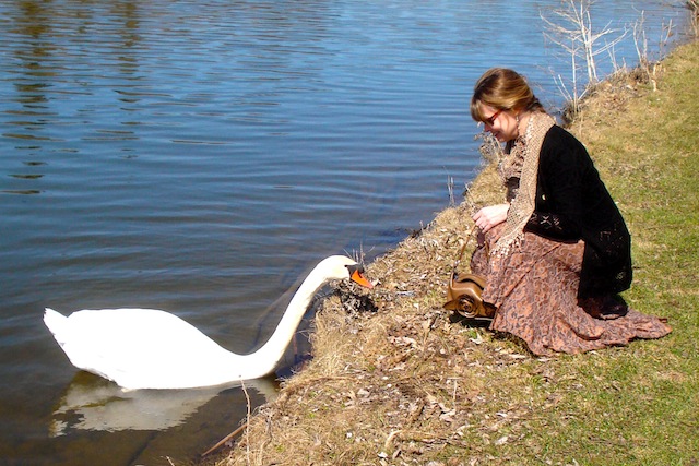 swan on the Avon