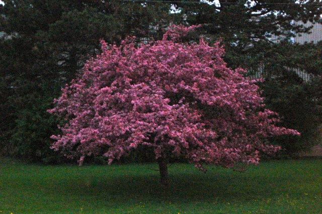 fuchsia crabapple tree