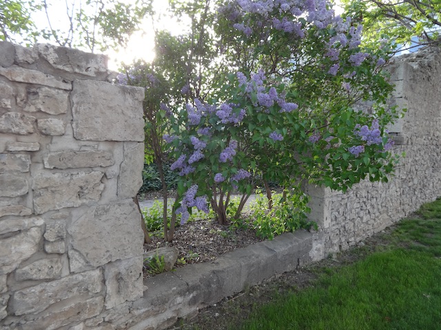 lilacs by the ruins 