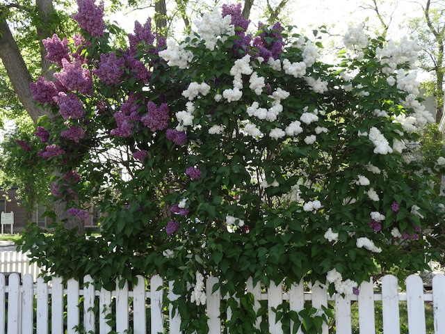 magenta and white lilacs
