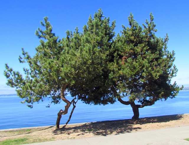 trees-at-alki-beach